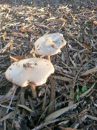 Volvariella gloiocephala image