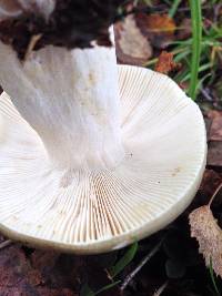 Russula grisea image