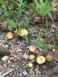 Panaeolus cinctulus image