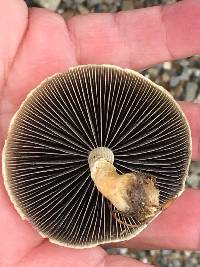 Panaeolus cinctulus image