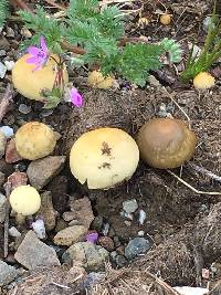 Panaeolus cinctulus image