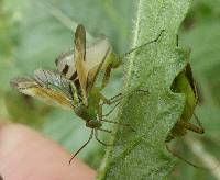 Image of Entomophthora erupta