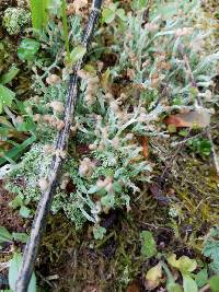 Cladonia peziziformis image