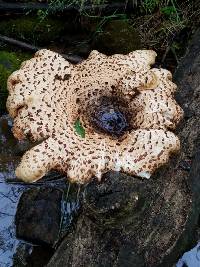 Polyporus squamosus image