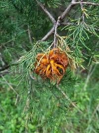 Gymnosporangium juniperi-virginianae image