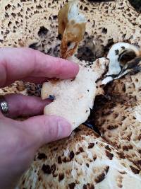 Polyporus squamosus image