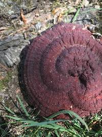 Ganoderma sessile image