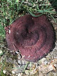 Ganoderma sessile image