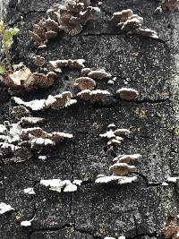 Schizophyllum commune image