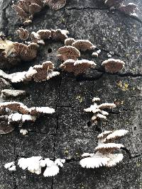 Schizophyllum commune image