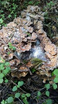 Trametes versicolor image