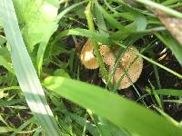 Polyporus squamosus image