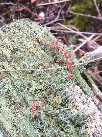 Cladonia cristatella image