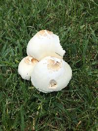 Chlorophyllum molybdites image