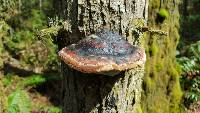 Fomitopsis pinicola image