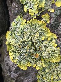 Xanthoria parietina var. parietina image