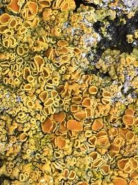 Xanthoria parietina var. parietina image