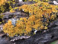 Xanthoria parietina var. parietina image