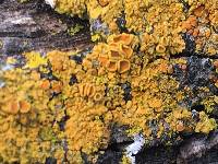 Xanthoria parietina var. parietina image