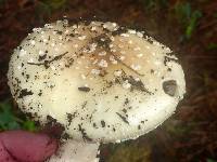 Amanita gemmata image