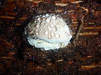 Fomitopsis pinicola image