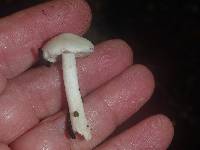 Inocybe insinuata image