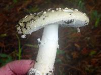 Amanita gemmata image