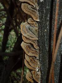 Trametes hirsuta image