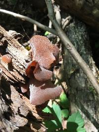 Auricularia auricula-judae image