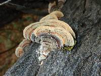 Trametes hirsuta image