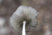 Coprinopsis lagopus image