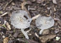 Coprinopsis lagopus image