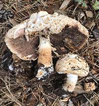 Chlorophyllum brunneum image