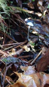 Mycena clavicularis image