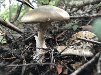 Amanita phalloides image