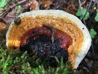 Fomitopsis pinicola image