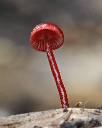 Mycena viscidocruenta image