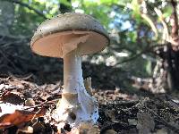 Amanita phalloides image