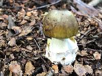 Amanita phalloides image