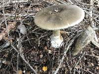 Amanita phalloides image