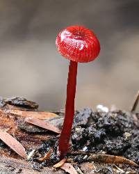 Mycena viscidocruenta image