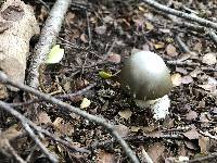 Amanita phalloides image