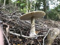 Amanita phalloides image