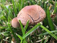 Panaeolus cinctulus image