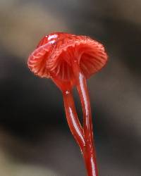 Mycena viscidocruenta image