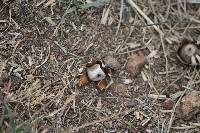 Geastrum floriforme image