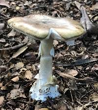 Amanita phalloides image