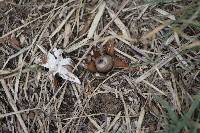 Geastrum floriforme image