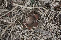 Geastrum floriforme image