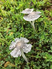 Coprinopsis lagopus image